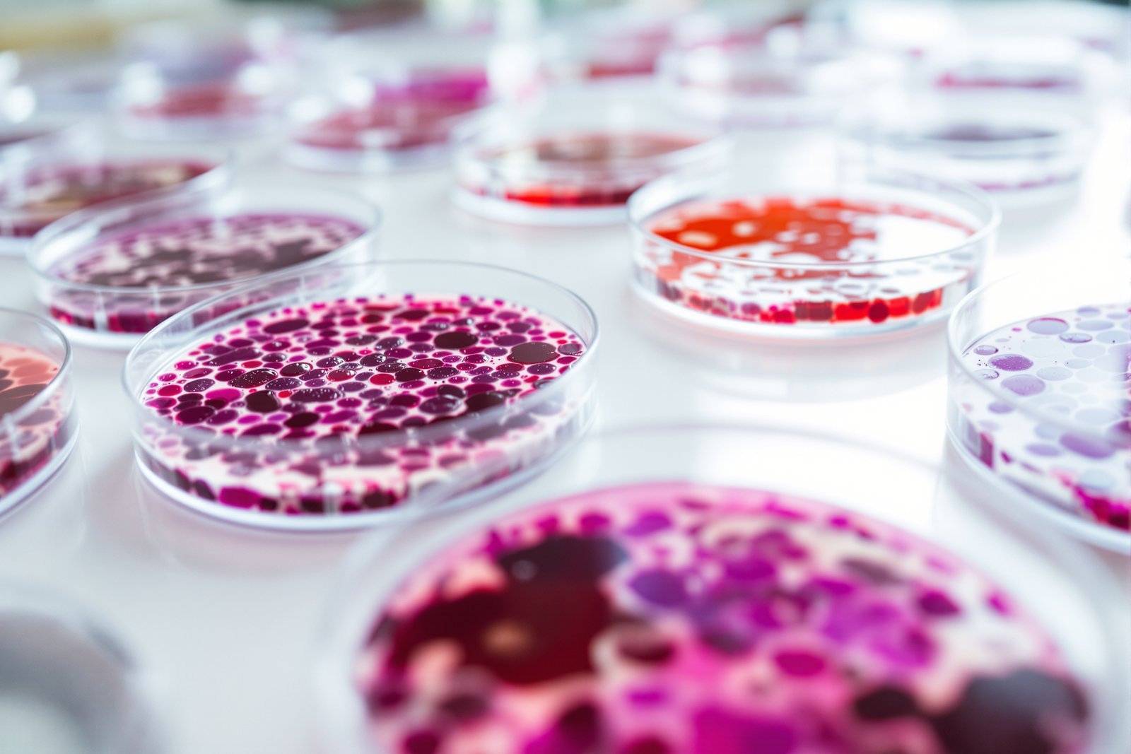 Rows of petri dishes on a white bench with red and violet bacterial colonies growing on agar