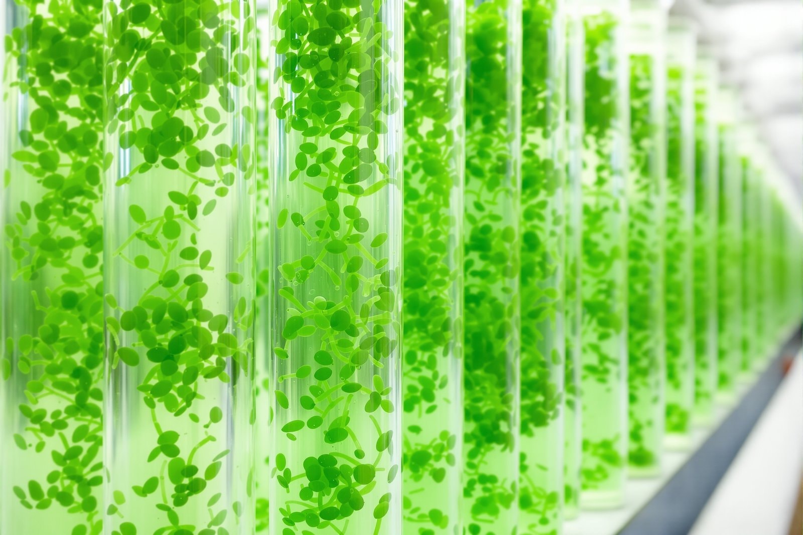 Tall transparent tubes of bright green microalgae culture standing in a row in a bright facility