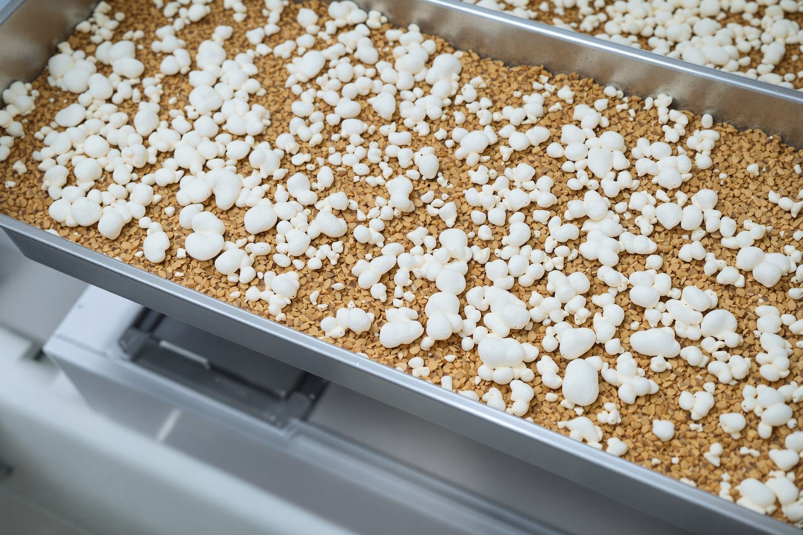 Shallow metal trays of moist wheat bran covered in soft white fungal growth